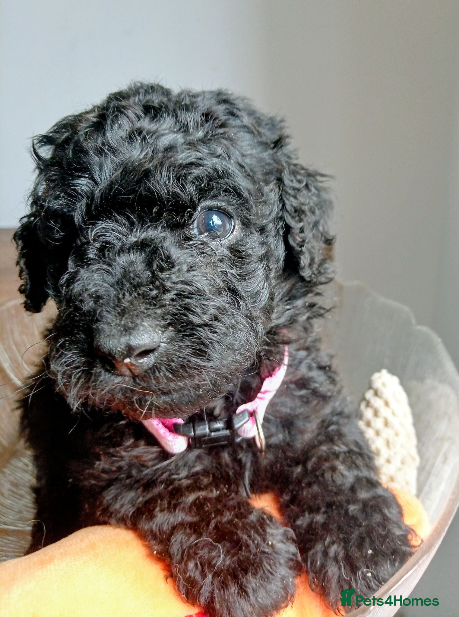 Mini Goldendoodle dogs Beautiful MINI Goldendoodles - Advert 1