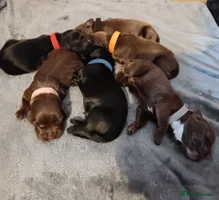 Cocker Spaniel dogs ShowxWorking Cocker Spaniels, DNA HEALTH tested - Advert 7