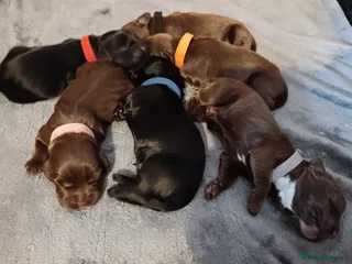 Cocker Spaniel dogs for sale - Advert 1
