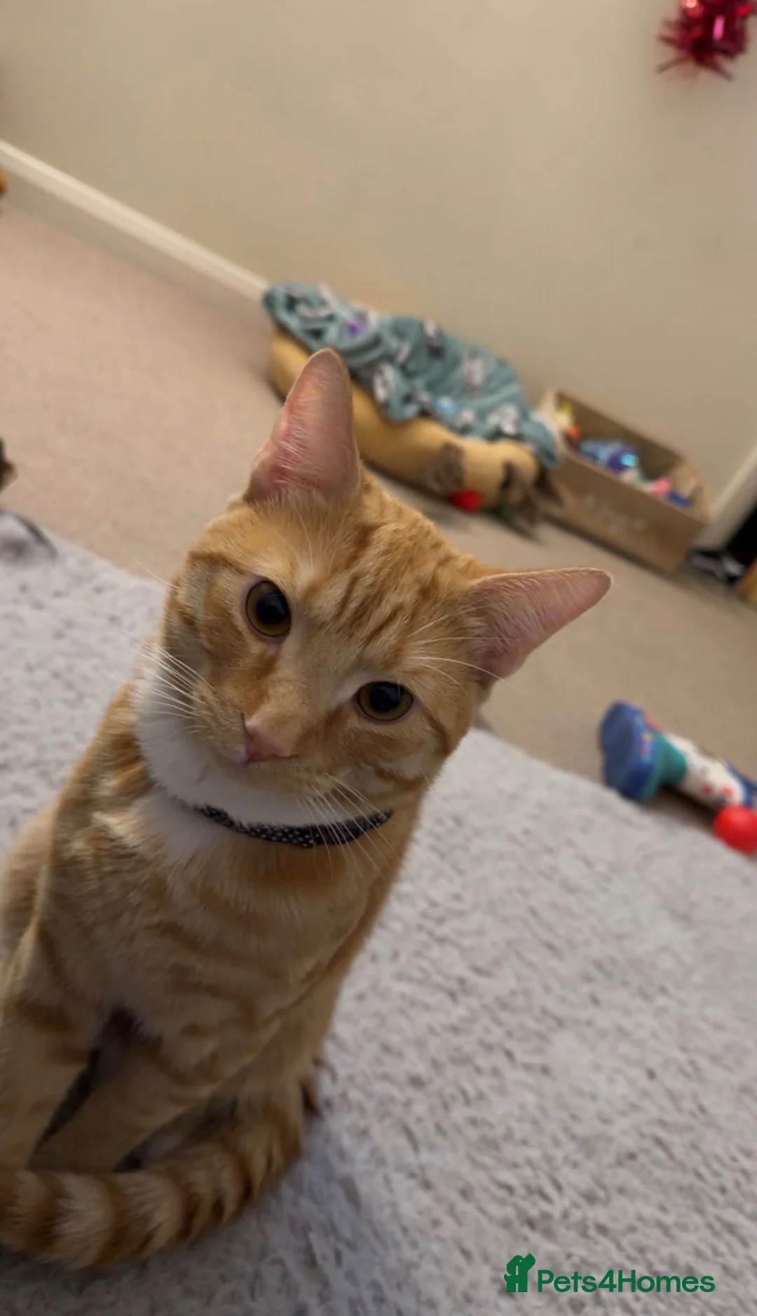 British Shorthair cats for sale: Ginge - Advert 4