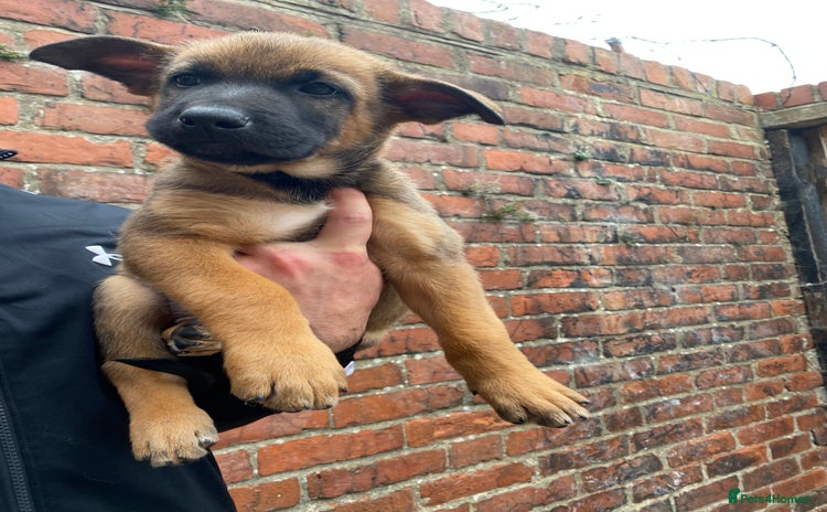 Belgian Shepherd Dog dogs - Advert 1
