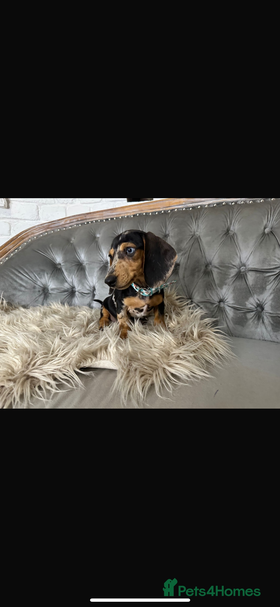 Miniature Dachshund dogs for sale: Miniature dachshund puppies   - Image 3