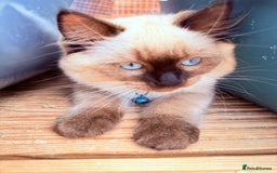 Ragdoll cats for sale: Six adorable Ragdoll kittens(1 boy and 1 girl left in Wokingham - Image 14