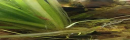 Other/Mixed Breed fish for sale: Mixed fish see description rehome urgently - Advert 7