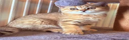 British Shorthair cats for sale: GCCF British Shorthair Golden Shell Girl  Pet Only - Advert 13