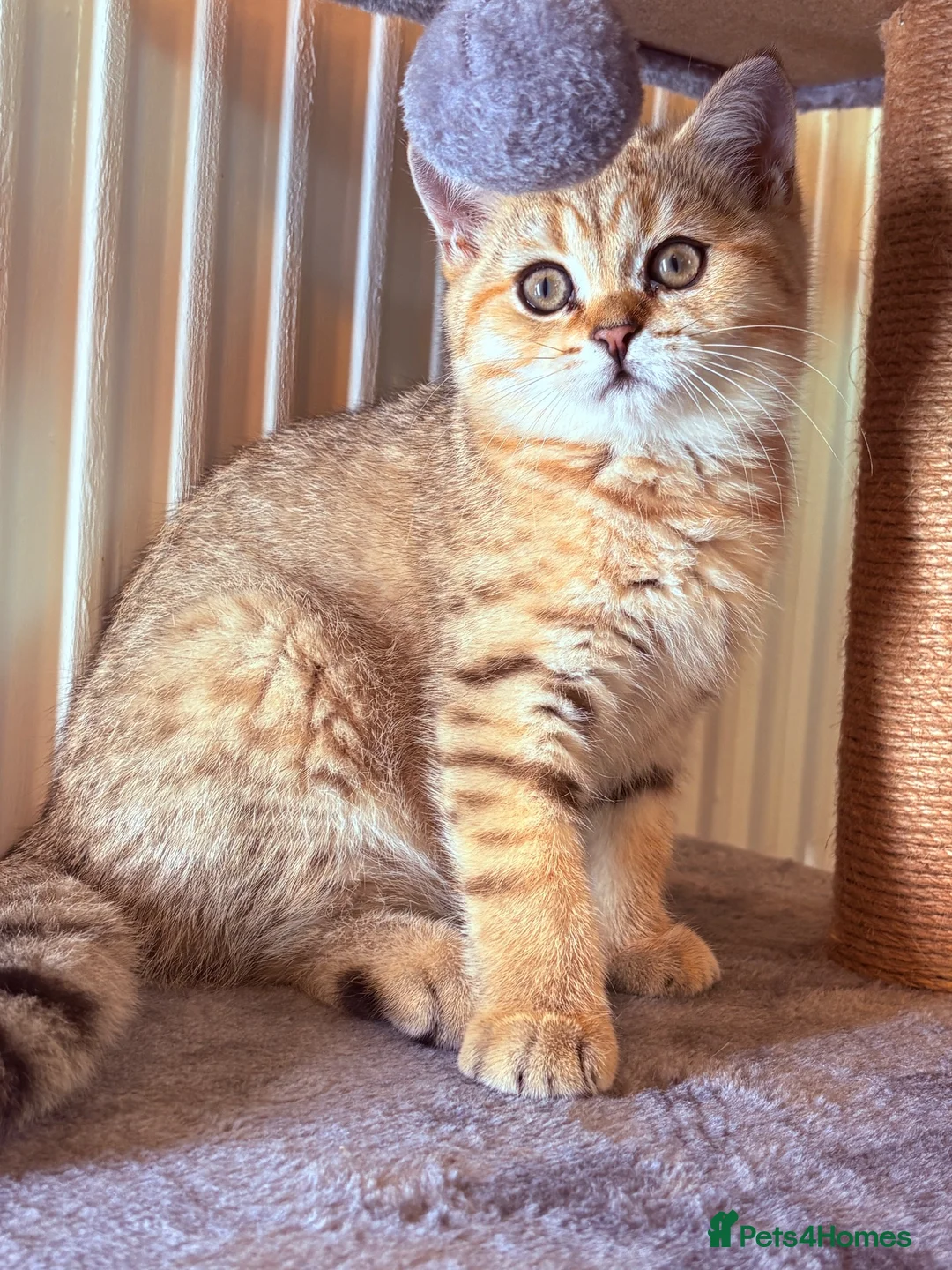 British Shorthair cats for sale: GCCF British Shorthair Golden Shell Girl  Pet Only - Advert 13