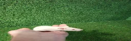 Rat rodents for sale: DWARF RATS - Advert 3