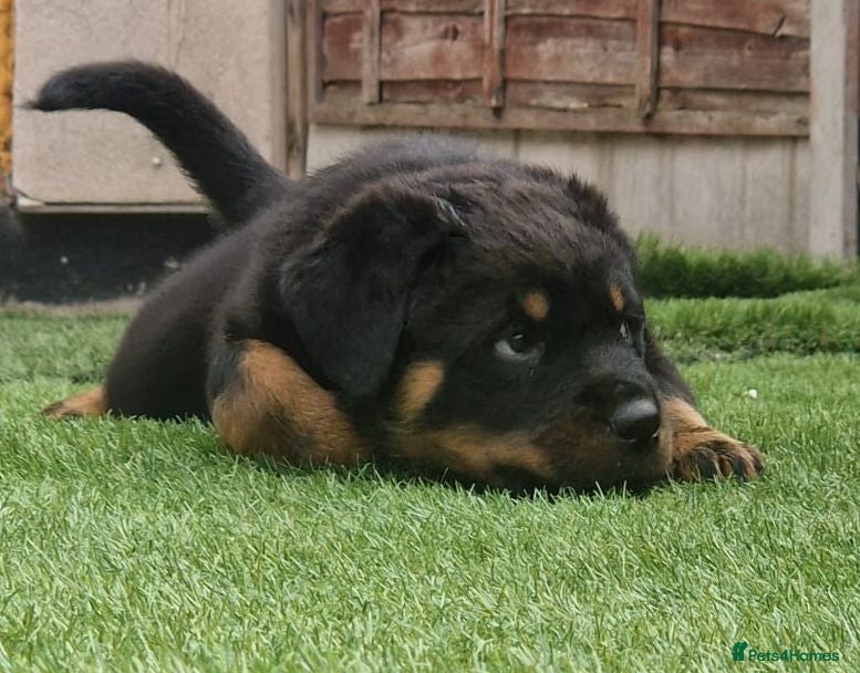Rottweiler dogs 3 rottweiler pups left - Advert 6