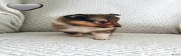 Shetland Sheepdog dogs for sale: STUNNING SHELTIE PUPPIES **KC REG** - Advert 11