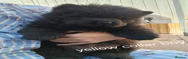 Chow Chow 2
