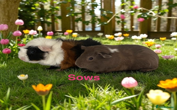 Guinea Pig rodents in Atherstone - Advert 3
