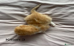Ragdoll cats for sale: Ragdoll Kittens  - Image 7