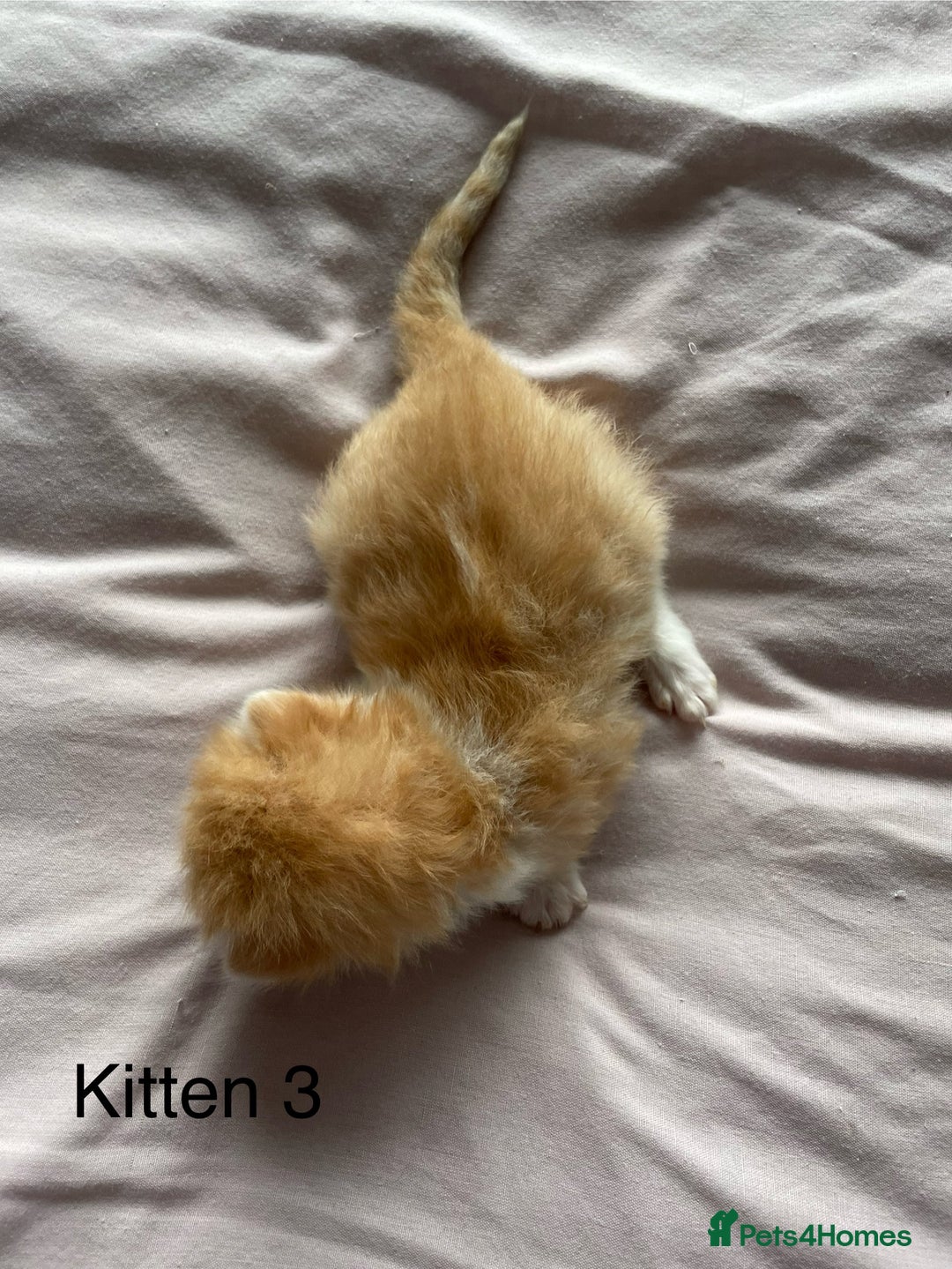 Ragdoll cats for sale: Ragdoll Kittens  - Image 7