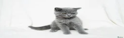 British Shorthair cats for sale: Blue British Shorthair 2 Kittens Left **MUST SEE** - Advert 12