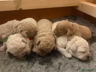 Mixed Breed dogs 5 Beautiful Poochon Puppies For Sale - Advert 16