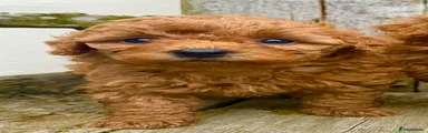 Cavapoochon lad