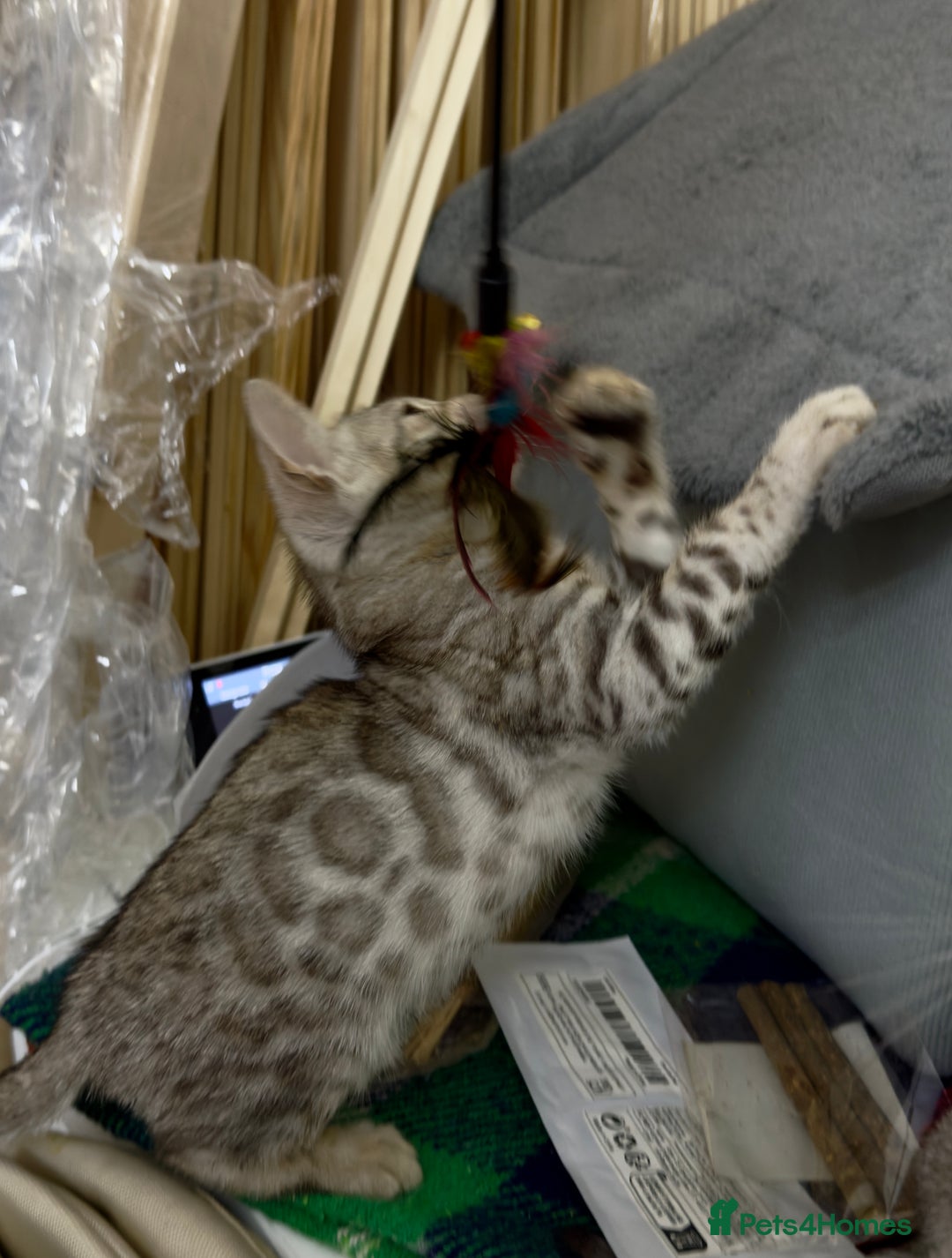 Bengal cats for sale: purebred Bengal kittens - Advert 6