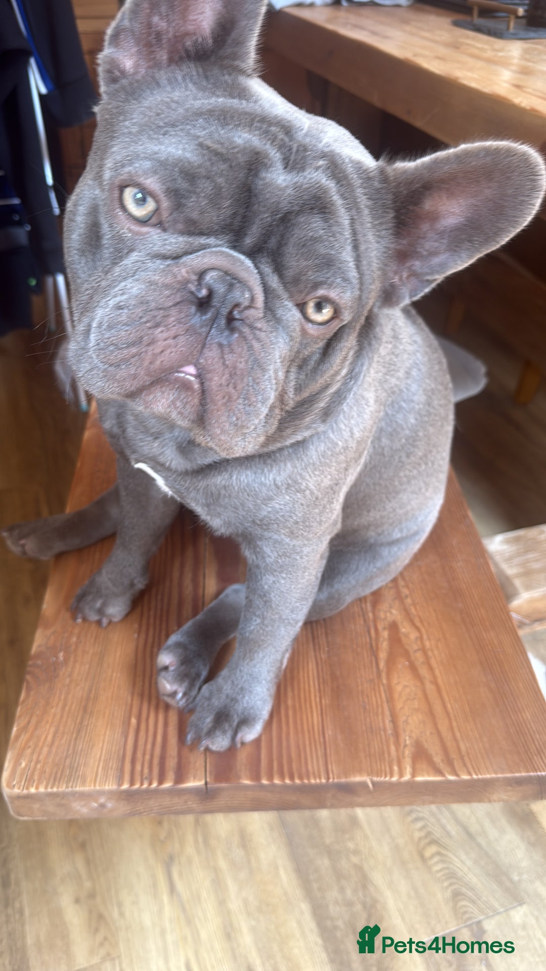 French Bulldog dogs for sale: French bulldog male  - Image 11