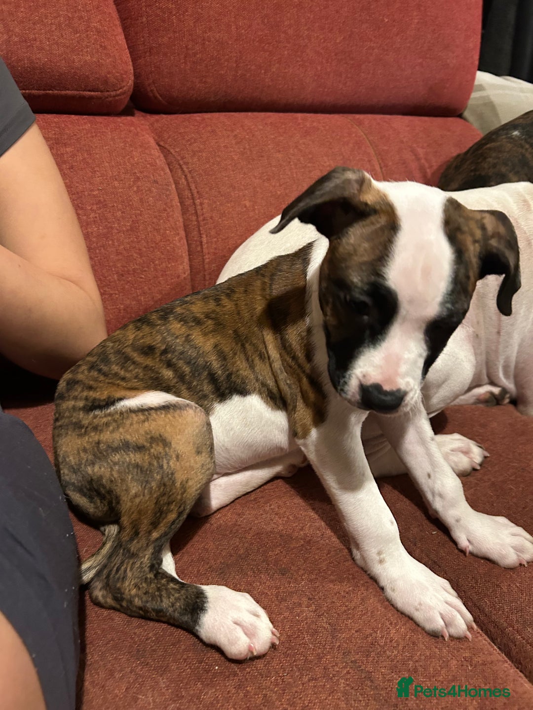 Mixed Breed dogs for sale: American bulldog x staffy - Advert 5