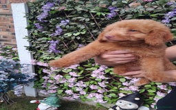 Cavachon dogs for sale: Beautiful golden cavapoochons puppies  - Image 4