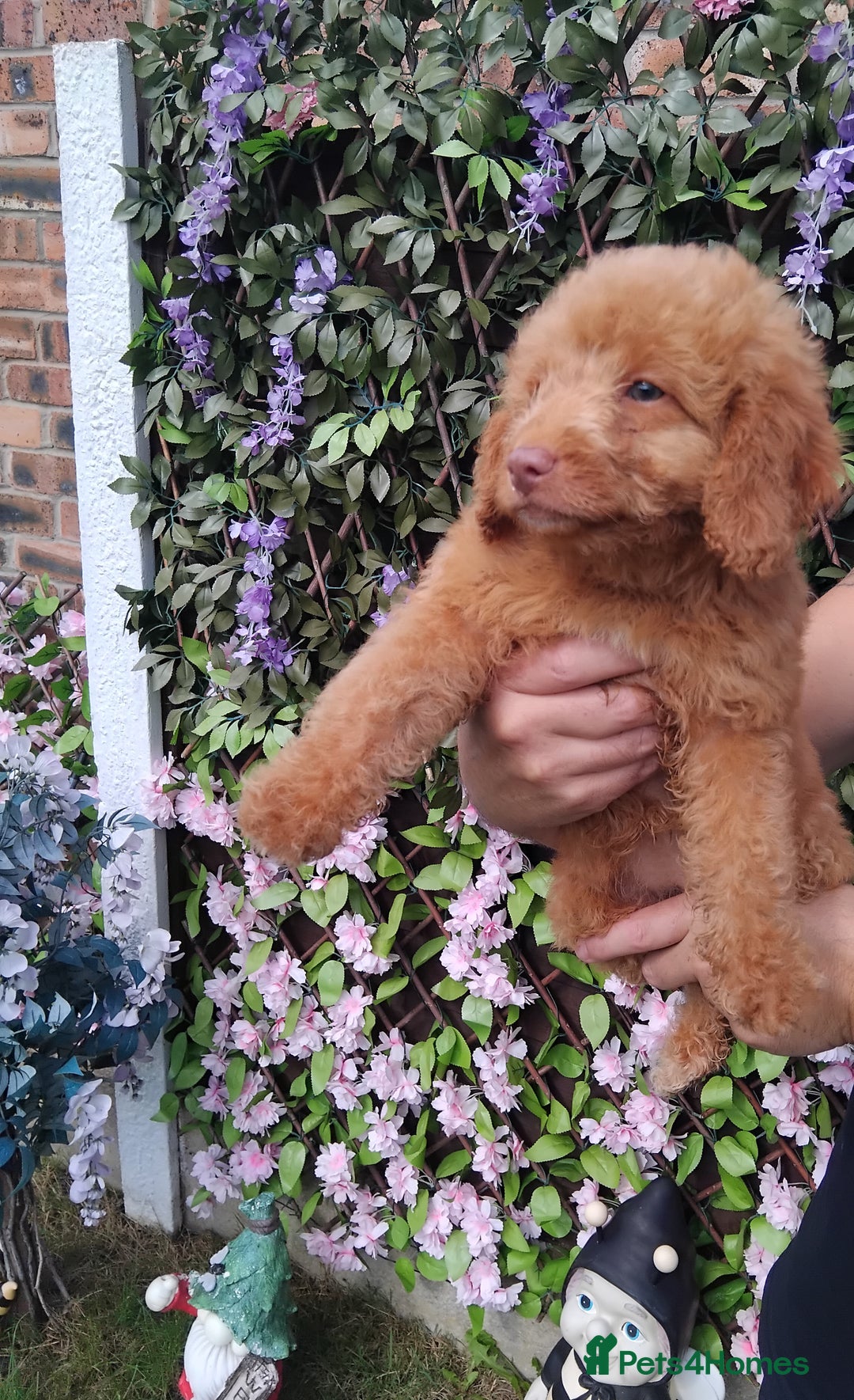 Cavachon dogs for sale: Beautiful golden cavapoochons puppies  - Image 4