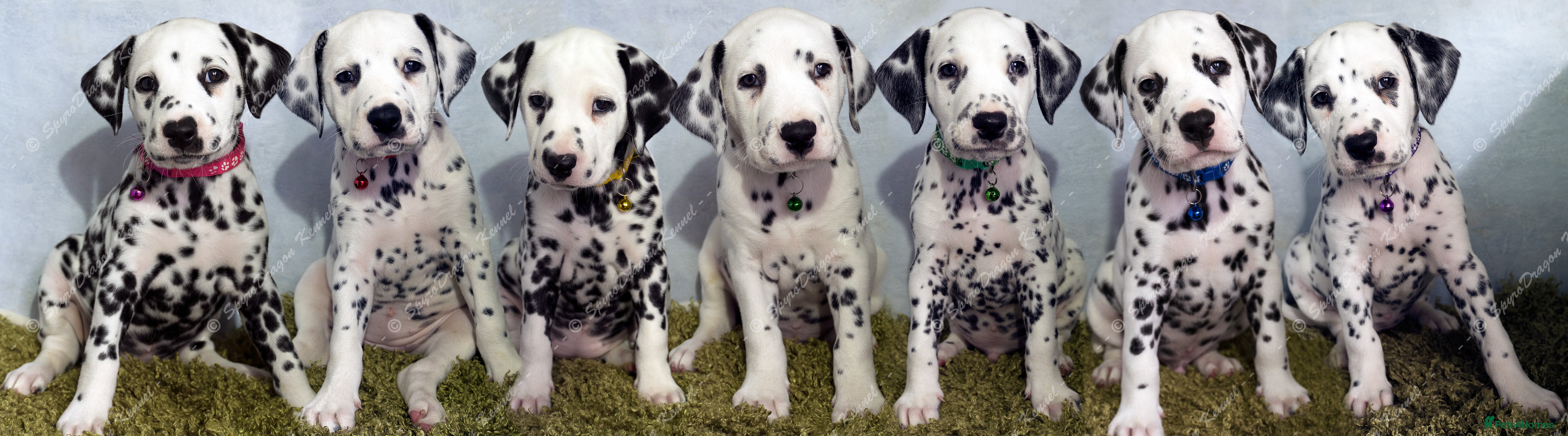 Dalmatian dogs KC Show Quality Rare LUA Dalmatian Puppies - Advert 1