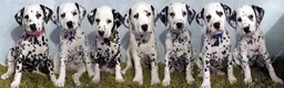 Dalmatian dogs for sale: KC Show Quality Rare LUA Dalmatian Puppies - Advert 1