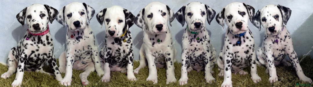 Dalmatian dogs for sale: KC Show Quality Rare LUA Dalmatian Puppies - Advert 1