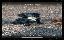 Cockapoo dogs for sale: Cockerpoo puppies  - Advert 9