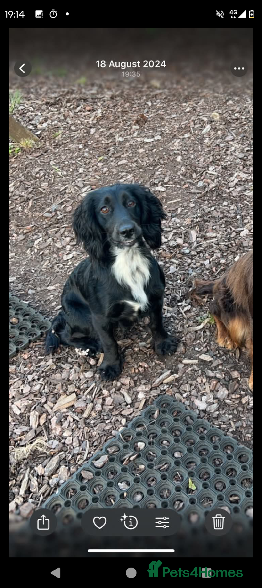 Cockapoo dogs for sale: Cockerpoo puppies  - Advert 9