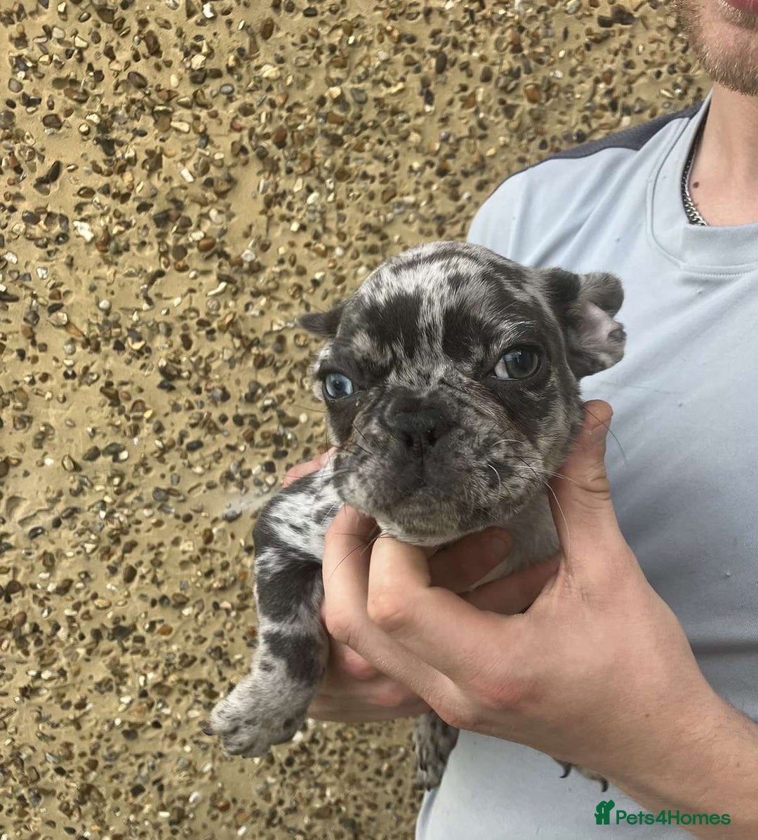 French Bulldog dogs for sale: Beautiful French bulldog puppies  - Image 29