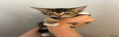 Tabby Abyssinian Girl 