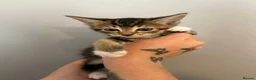 Abyssinian cats for sale: STUNNING ABYSSINIAN MIXED BABIES NEEDING HOMES  - Advert 5