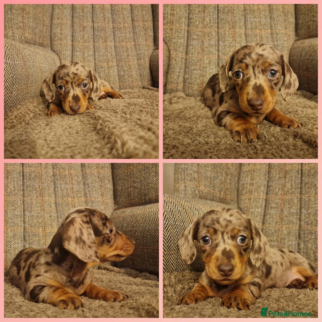 Miniature Dachshund dogs for sale: Female chocolate dapple READY NOW - Advert 2