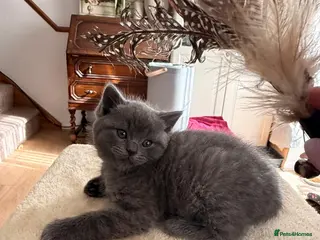 British Shorthair cats British shorthair mix with Ragdoll - Advert 1