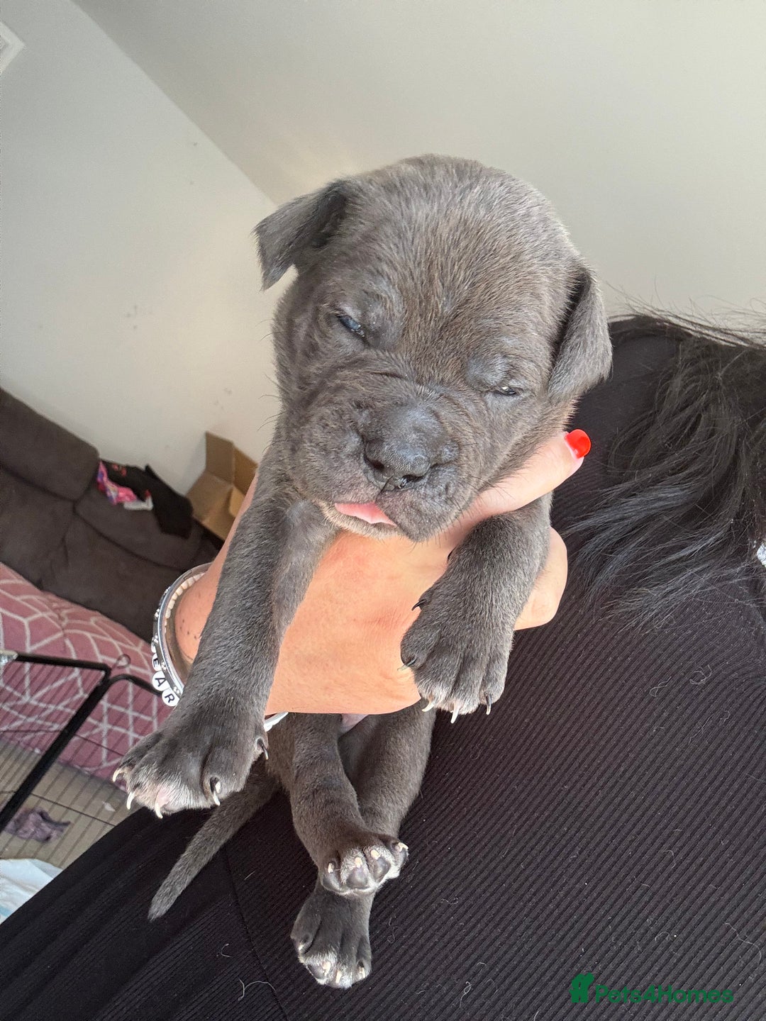 Mixed Breed dogs for sale: Rare breeding American x Bulldog x Cane Corso Pups - Image 22