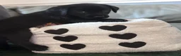 Labrador Retriever dogs for sale: 8 stunning lab pups for sale - Advert 33