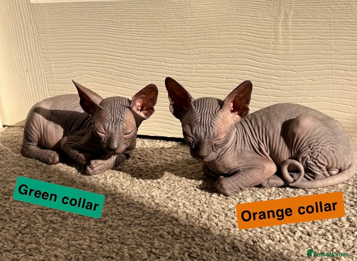 Sphynx cats only 2 left BLUE Sphynx boys  6th may - Advert 6