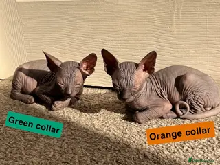 Sphynx cats only 2 left BLUE Sphynx boys 6th may - Advert 15