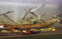 Goldfish fish for sale: Oranda goldfish  - Image 4