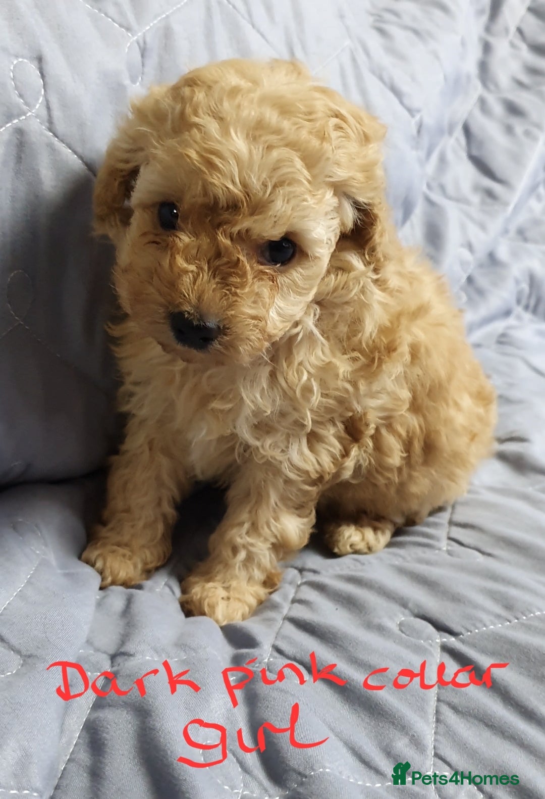 Toy Poodle dogs for sale: ASIAN CHAMPION lineage, KC registered Toy Poodles - Advert 21