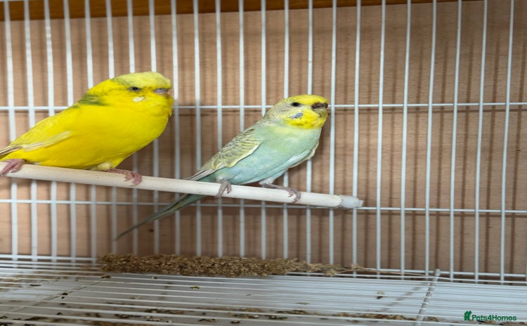 Finches birds - Advert 3