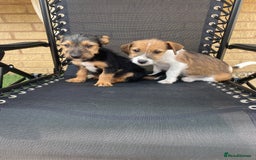 Jack Russell dogs for sale: Jack Russell Puppies  - Image 2