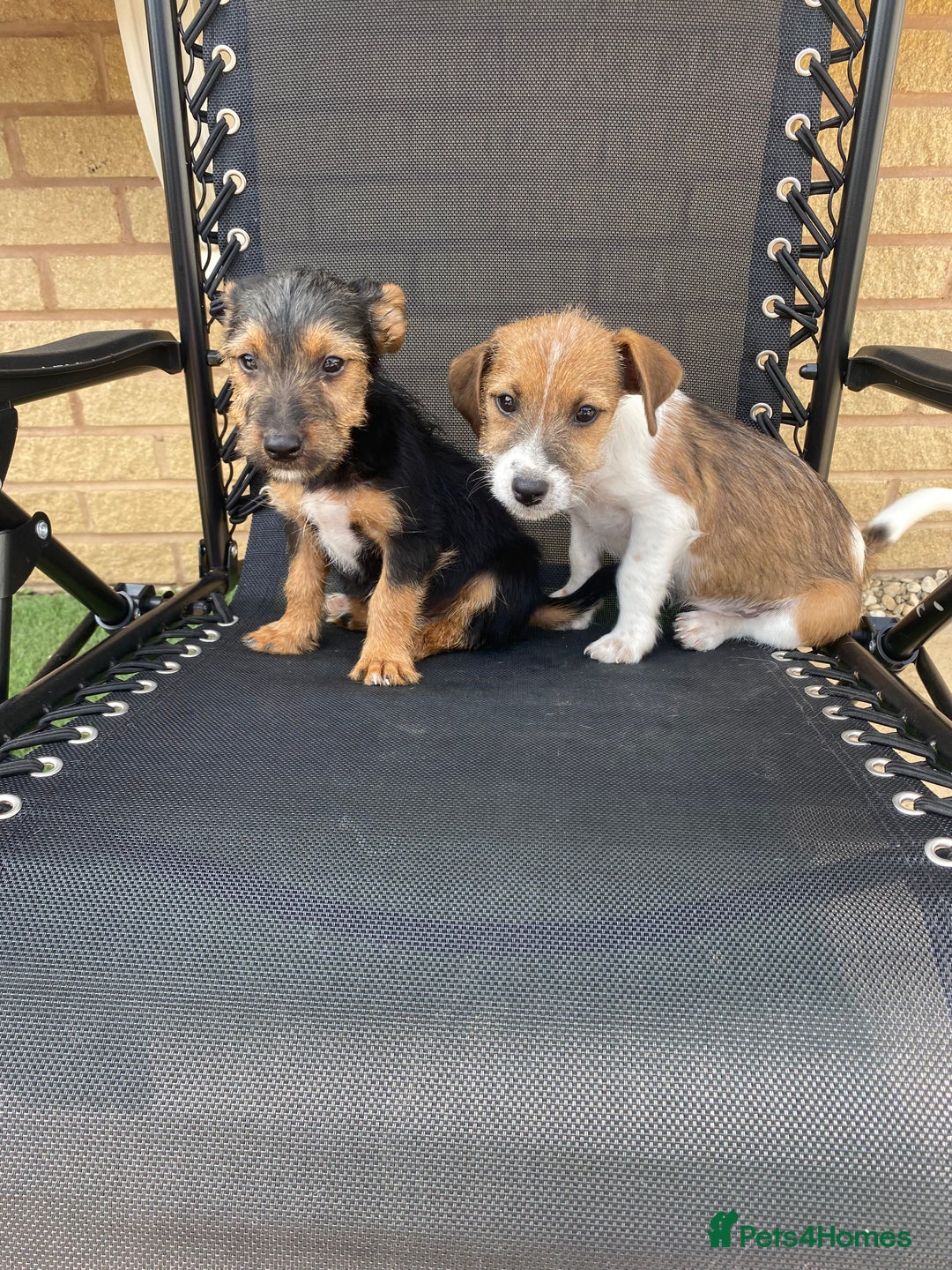 Jack Russell dogs for sale: Jack Russell Puppies  - Image 2