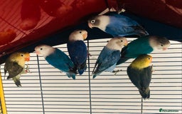 Lovebirds birds for sale: Beautiful lovebirds for sale. - Image 5