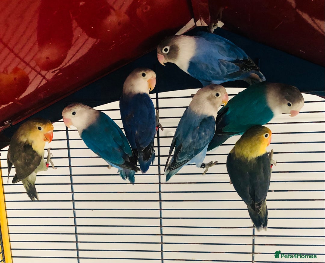 Lovebirds birds for sale: Beautiful lovebirds for sale. - Image 5
