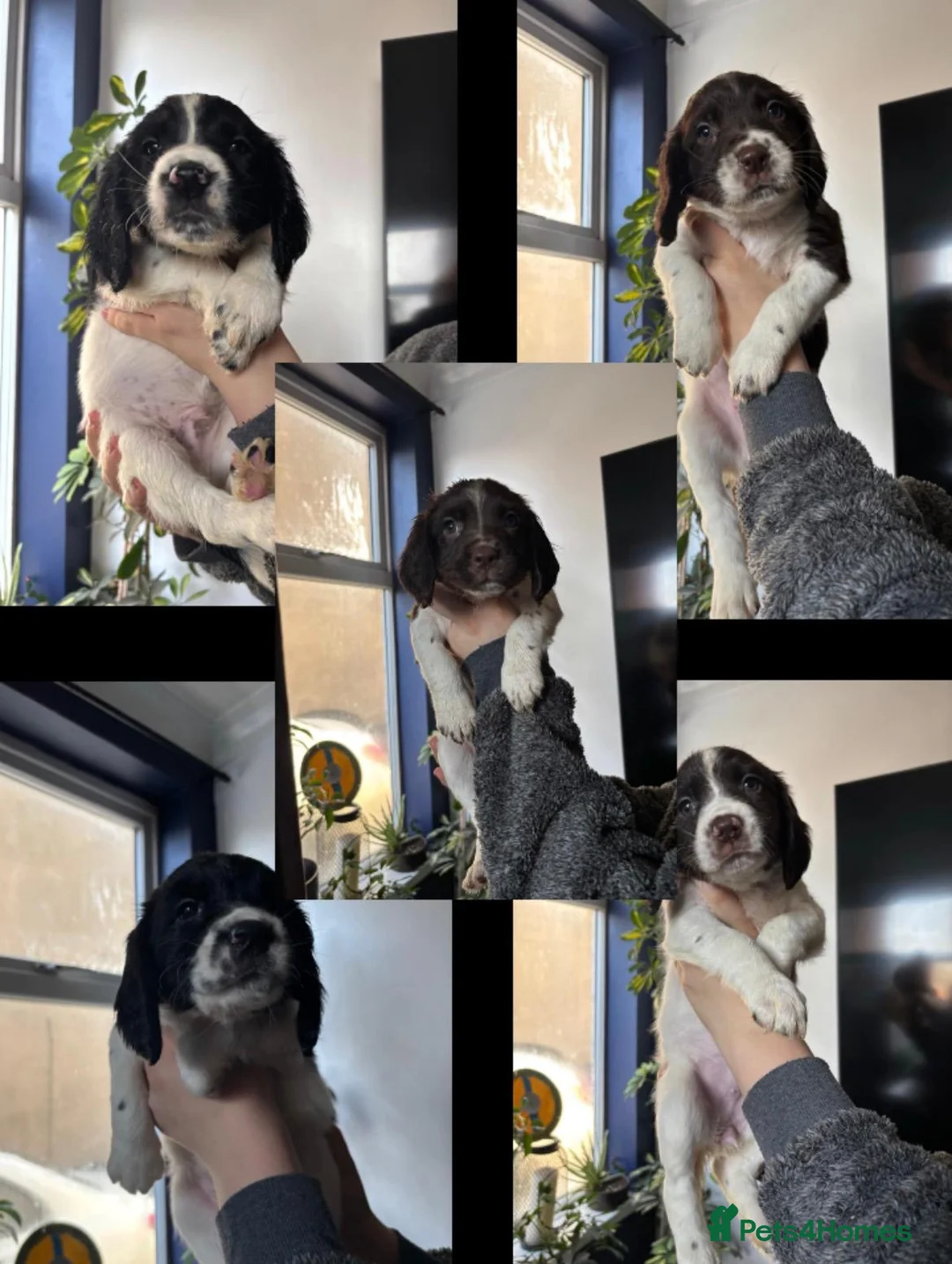 English Springer Spaniel dogs for sale: Quality springer spaniel puppies  - Advert 2