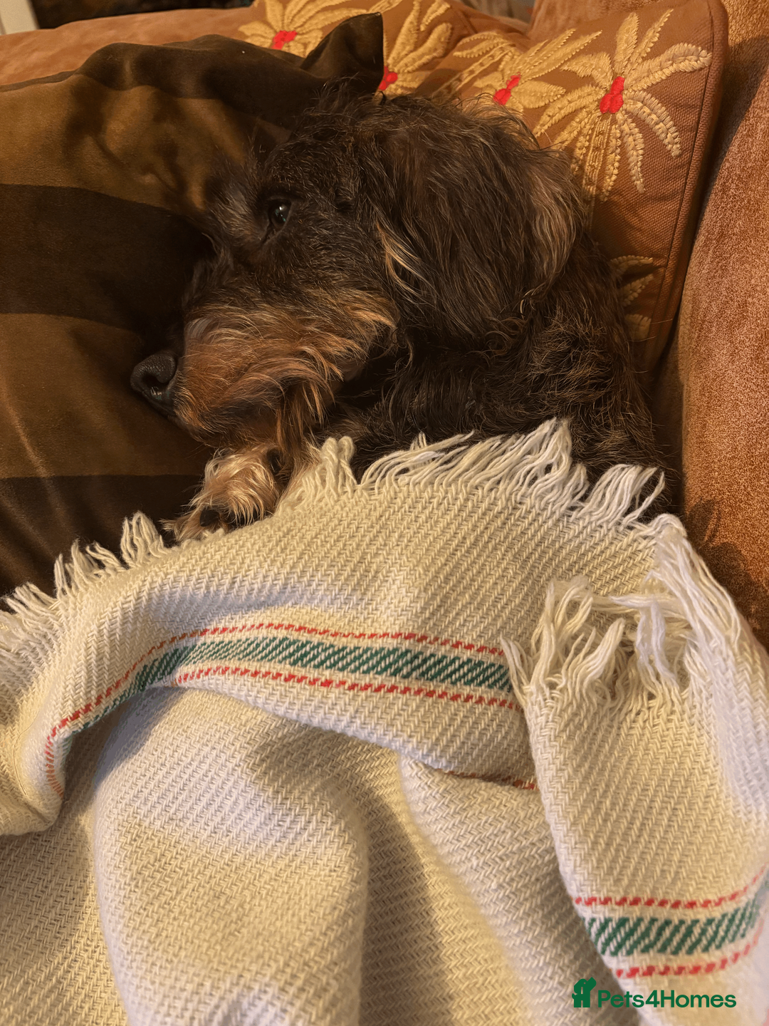 Dachshund dogs for sale: Standard Wirehaired Dachshund - Advert 2