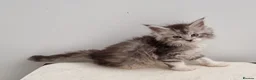Maine Coon cats for sale: GCCF registered pedigree Maine Coon Kittens  - Advert 20