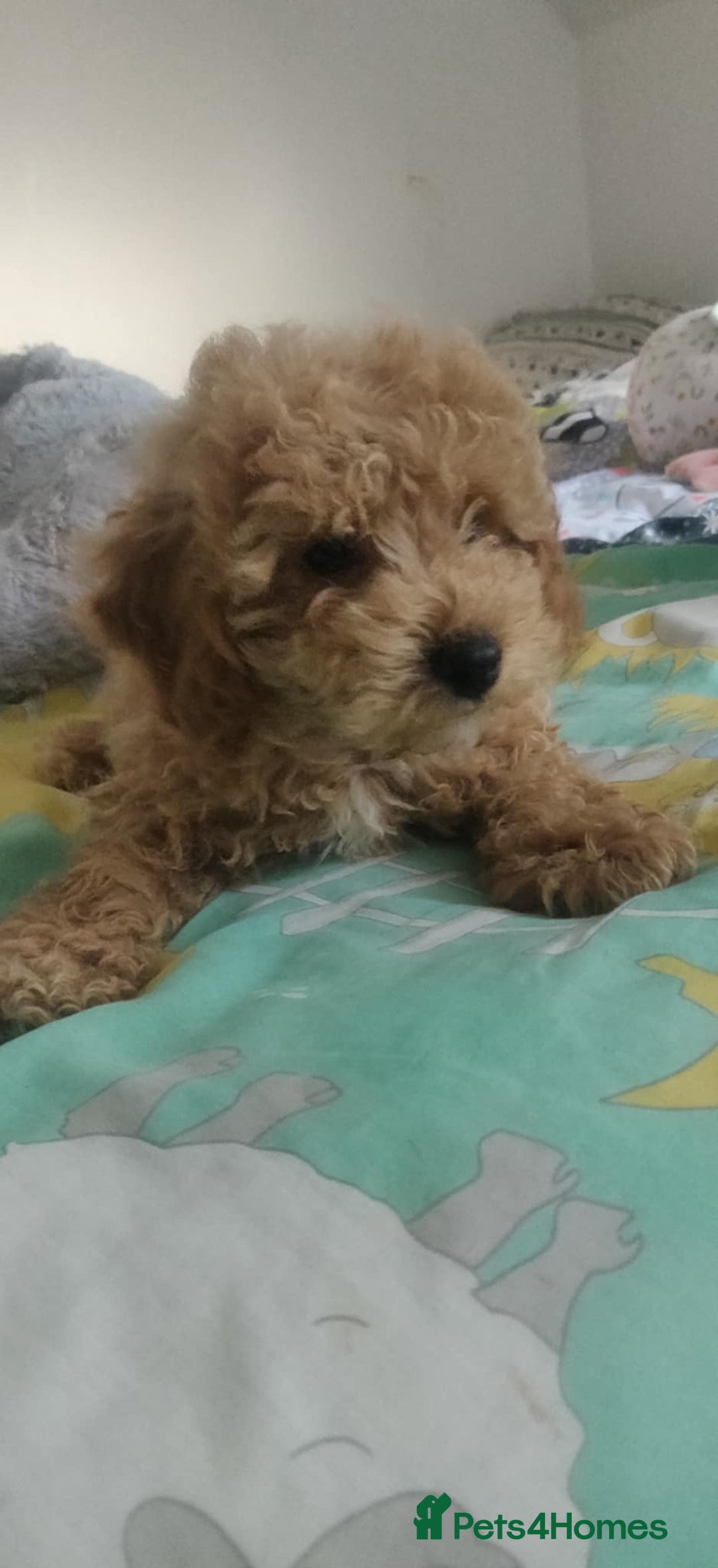 Maltipoo dogs for sale: Beautiful maltipoo puppys - Image 8